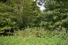 Alder Carr 1.jpg