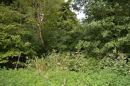 Alder Carr 1