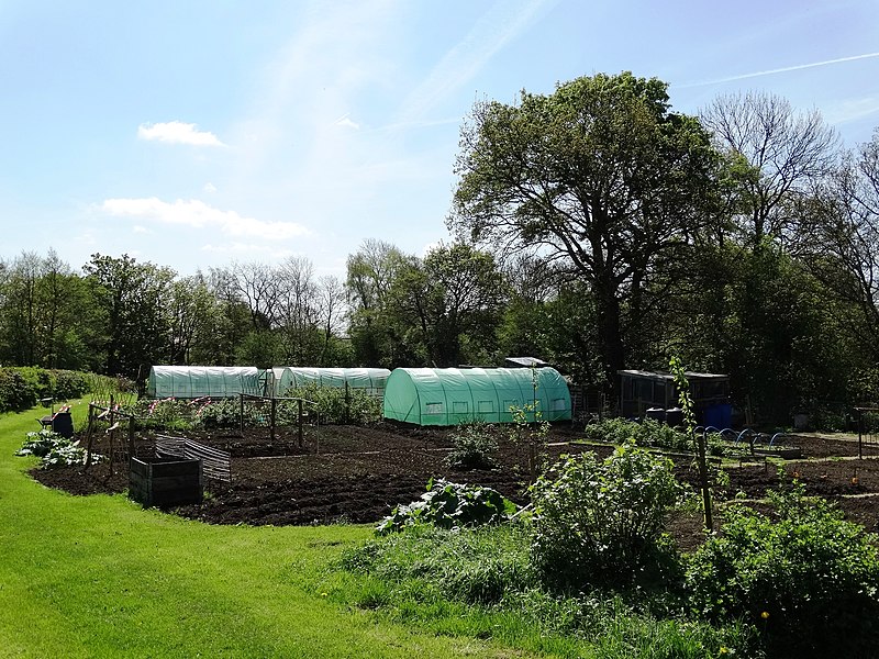 File:Allotments at Henmoor, Clay Cross - geograph.org.uk - 3959722.jpg