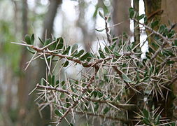 Alluaudia comosa