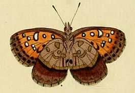 Aloeides pierus