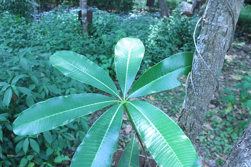 File:Alstonia Scholaris 04.jpg