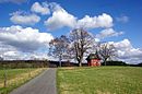 Linden tree at the Anna chapel on the Blumenberg