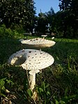 Amanita vittadini.jpg