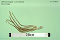 Ameloctopus litoralis, octopus. Holotype. Registration no. F 57917 2.jpg