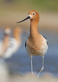 <span class="mw-page-title-main">American avocet</span> Species of bird