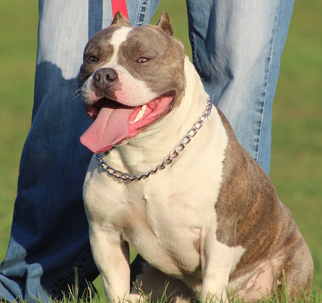 American Bully – Wikipédia, a enciclopédia livre