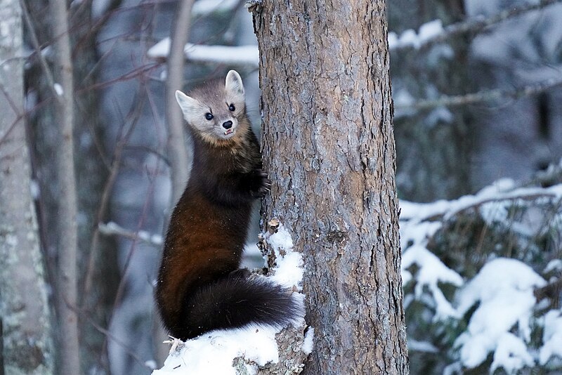 File:American marten (53471037352).jpg