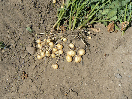 Potato plant with revealed tubers