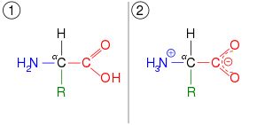 Un aminoácido, ilustrado en dos estados de ionización diferentes.  Primero, tiene una amina neutra y un ácido carboxílico neutro.  En segundo lugar, tiene un catión de amonio protonado y un anión de carboxilato desprotonado.
