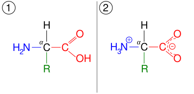 An amino acid, illustrated in two different ionization states. First, it has a neutral amine and neutral carboxylic acid. Second, it has a protonated ammonium cation and deprotonated carboxylate anion.