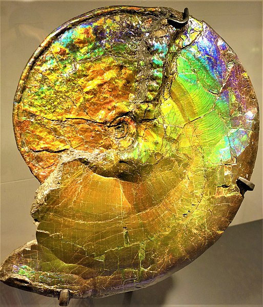 File:Ammonite - www.joyofmuseums.com - American Museum of Natural History.jpg