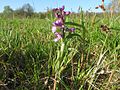 Anacamptis morio Germany - Büchelberg (Wörth)