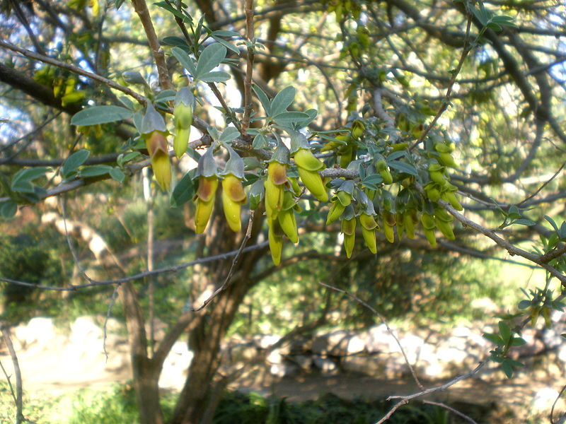 File:Anagyris foetida 3c.JPG