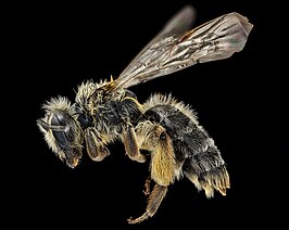 Andrena thaspii