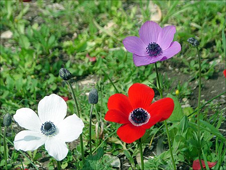 Tập_tin:Anemones5.jpg