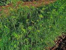 Dill seeds (Anethum Graveolens)