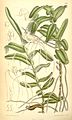 Angraecum germinyanum plate 7061 in: Curtis's Bot. Magazine (Orchidaceae), vol. 115, (1889)