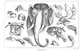 Animals (Useful Knowledge) Plate 2.jpg