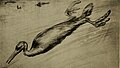 Hesperornithidae swimming