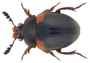 Kép leírása Anisotoma humeralis (Fabricius, 1792) (3635597827) .jpg.