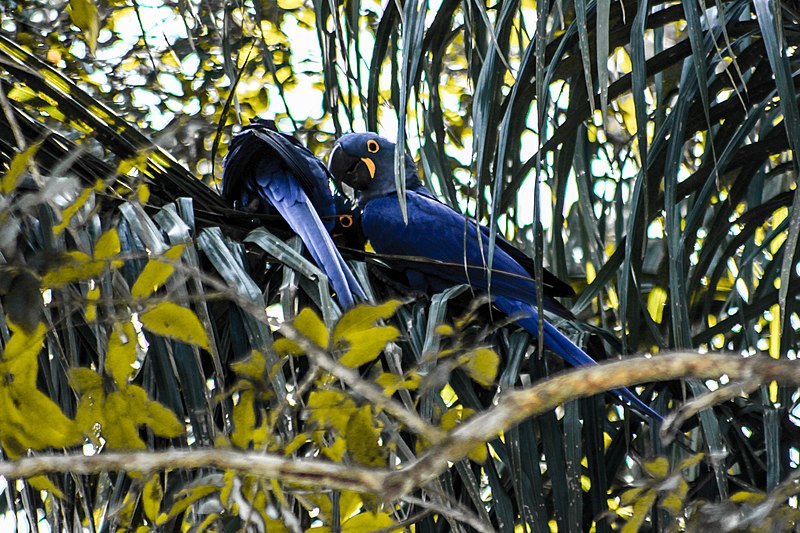 File:Anodorhynchus hyacinthinus Parque Nacional Pantanal Matogrossense 2015-07-24.jpg