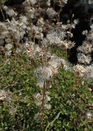 <i>Antennaria howellii</i> Species of flowering plant