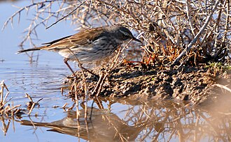 Conspicuous head markings Anthus spinoletta-4.jpg