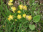 Vignette pour Anthyllis vulneraria subsp. alpestris