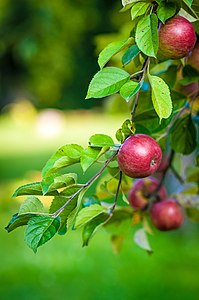 سیب، نماد زیبایی و سلامت است.