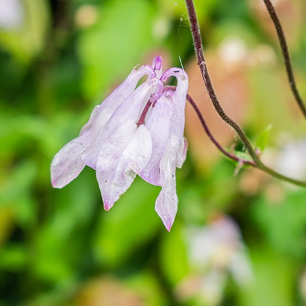 File:Aquilegia vulgaris in Cardaillac (8).jpg