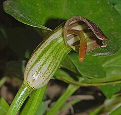 Close-up on Arisarum vulgare Araceae - Arisarum vulgare.JPG