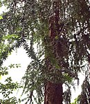 Araucaria-hunsteinii-trunk.jpg