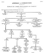 Arbre genealogique ancien