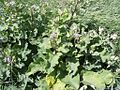 Arctium tomentosum (ru:Лопух паутинистый) (en:Downy Burdock) (de:Filz-Klette) (lv:Pūkainais dadzis)