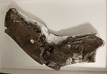Partial mandible of A. pristinus uncovered from Port Kennedy Cave. Arctodus pristinus mandible ANSP 98.jpg
