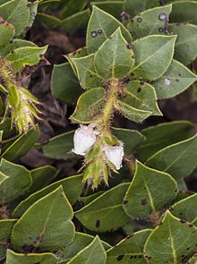 Arctostaphylos imbricata (San Bruno Gunung manzanita) (32509806381).jpg