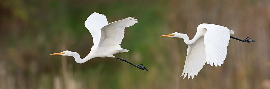 Ardea alba (Great Egret)