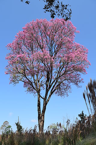 Un lapacho rosado (Tabebuia impetiginosa)