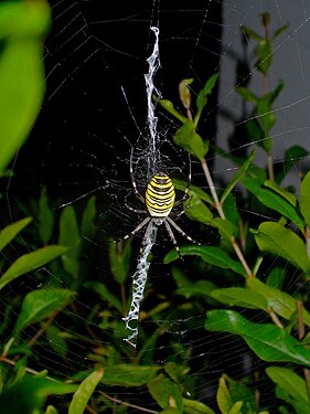 Argiope bruennichi