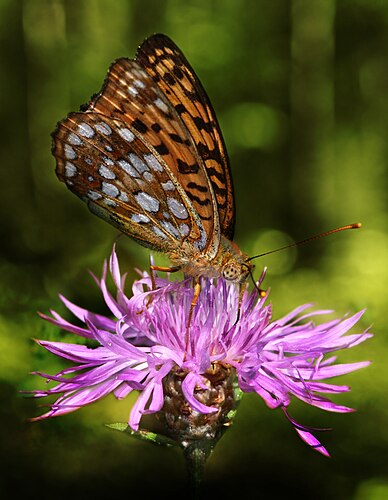 Перламутровка адиппа (Argynnis adippe) на цветке василька придунайского (Centaurea sadleriana)