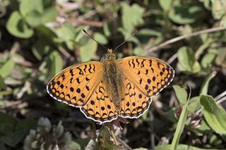 Niobe fritillary species of butterfly