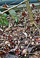 Aristolochia salvadorensis