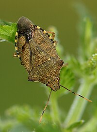 Miniatyrbild för Arma (insekter)