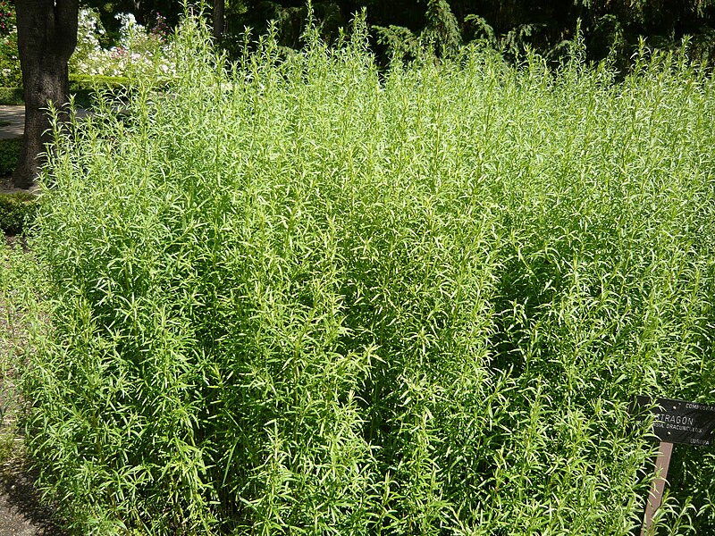 Plik:Artemisia dracunculus HRM.jpg