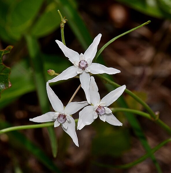 File:Asclepias feayi 1a.jpg