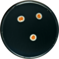 Aspergillus croceus growing on CYA plate