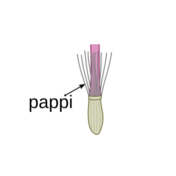 File:Asteraceae flower parts cypsela.svg