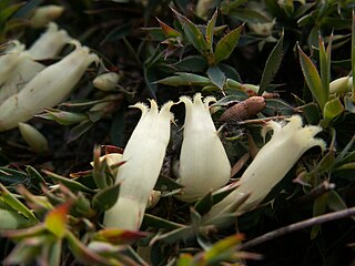 <i>Astroloma pallidum</i> Species of flowering plant