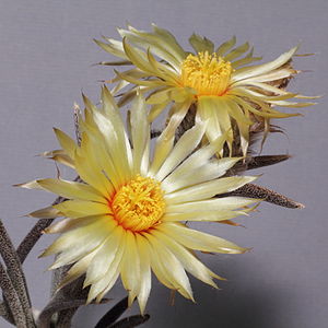 Astrophytum caput-medusae